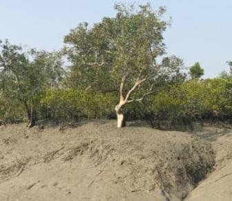 Tour Sundarban
