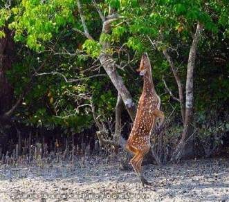 Sundarban Day Trip