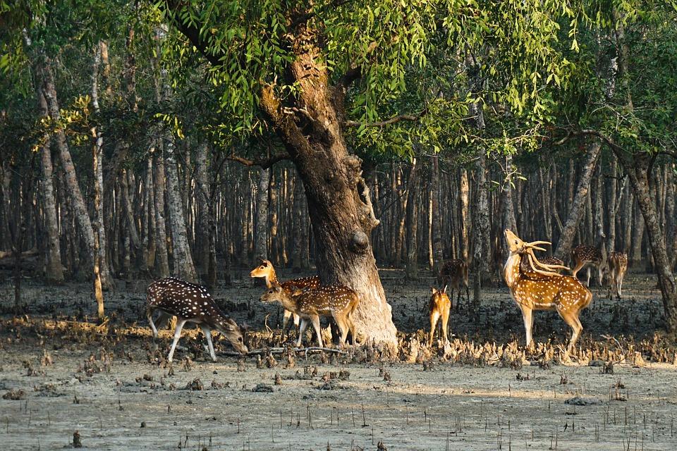 Deer in Sundarban