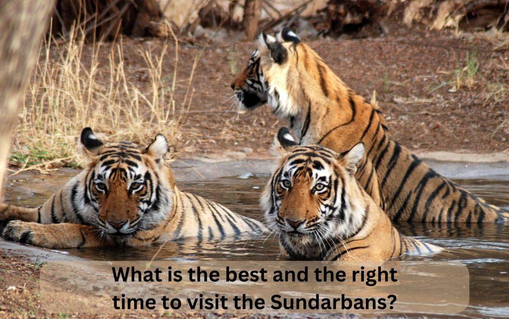 What is the best and the right time to visit the Sundarbans